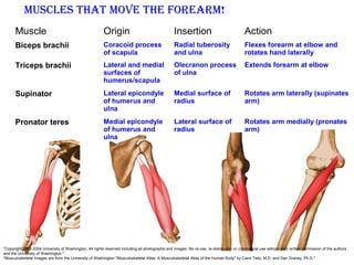 Muscle Origin Insertion Action
Biceps brachii Coracoid process
of scapula
Radial tuberosity
and ulna
Flexes forearm at elbow and
rotates hand laterally
Triceps brachii Lateral and medial
surfaces of
humerus/scapula
Olecranon process
of ulna
Extends forearm at elbow
Supinator Lateral epicondyle
of humerus and
ulna
Medial surface of
radius
Rotates arm laterally (supinates
arm)
Pronator teres Medial epicondyle
of humerus and
ulna
Lateral surface of
radius
Rotates arm medially (pronates
arm)
Muscles that Move the forearM!
"Copyright 2003-2004 University of Washington. All rights reserved including all photographs and images. No re-use, re-distribution or commercial use without prior written permission of the authors
and the University of Washington."
"Musculoskeletal Images are from the University of Washington "Musculoskeletal Atlas: A Musculoskeletal Atlas of the Human Body" by Carol Teitz, M.D. and Dan Graney, Ph.D."
 