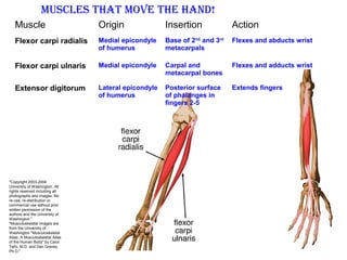 Muscle Origin Insertion Action
Flexor carpi radialis Medial epicondyle
of humerus
Base of 2nd
and 3rd
metacarpals
Flexes and abducts wrist
Flexor carpi ulnaris Medial epicondyle Carpal and
metacarpal bones
Flexes and adducts wrist
Extensor digitorum Lateral epicondyle
of humerus
Posterior surface
of phalanges in
fingers 2-5
Extends fingers
Muscles that Move the hand!
"Copyright 2003-2004
University of Washington. All
rights reserved including all
photographs and images. No
re-use, re-distribution or
commercial use without prior
written permission of the
authors and the University of
Washington."
"Musculoskeletal Images are
from the University of
Washington "Musculoskeletal
Atlas: A Musculoskeletal Atlas
of the Human Body" by Carol
Teitz, M.D. and Dan Graney,
Ph.D."
 
