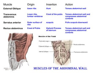 Muscle Origin Insertion Action
External Oblique lower ribs ilium Tenses abdominal wall
Transversus
abdominis
Lower ribs,
lumbar vertebrae
Crest of the pubis Tenses abdominal wall and
compresses abdominal
contents
Serratus anterior Outer surface of
ribs
scapula Pulls scapula downward
Rectus abdominus Crest of Pubis Xiphoid Process
of sternum
Tenses abdominal wall and
compresses abdominal
contents
Muscles of the AbdoMinAl WAll
 
