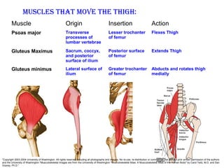 Muscle Origin Insertion Action
Psoas major Transverse
processes of
lumbar vertebrae
Lesser trochanter
of femur
Flexes Thigh
Gluteus Maximus Sacrum, coccyx,
and posterior
surface of ilium
Posterior surface
of femur
Extends Thigh
Gluteus minimus Lateral surface of
ilium
Greater trochanter
of femur
Abducts and rotates thigh
medially
Muscles thAt Move the thigh:
"Copyright 2003-2004 University of Washington. All rights reserved including all photographs and images. No re-use, re-distribution or commercial use without prior written permission of the authors
and the University of Washington."Musculoskeletal Images are from the University of Washington "Musculoskeletal Atlas: A Musculoskeletal Atlas of the Human Body" by Carol Teitz, M.D. and Dan
Graney, Ph.D."
 