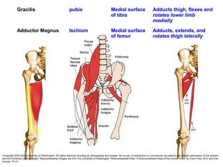 Gracilis pubis Medial surface
of tibia
Adducts thigh, flexes and
rotates lower limb
medially
Adductor Magnus Ischium Medial surface
of femur
Adducts, extends, and
rotates thigh laterally
"Copyright 2003-2004 University of Washington. All rights reserved including all photographs and images. No re-use, re-distribution or commercial use without prior written permission of the authors
and the University of Washington."Musculoskeletal Images are from the University of Washington "Musculoskeletal Atlas: A Musculoskeletal Atlas of the Human Body" by Carol Teitz, M.D. and Dan
Graney, Ph.D."
 