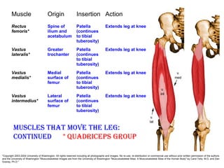 Muscle Origin Insertion Action
Rectus
femoris*
Spine of
ilium and
acetabulum
Patella
(continues
to tibial
tuberosity)
Extends leg at knee
Vastus
lateralis*
Greater
trochanter
Patella
(continues
to tibial
tuberosity)
Extends leg at knee
Vastus
medialis*
Medial
surface of
femur
Patella
(continues
to tibial
tuberosity)
Extends leg at knee
Vastus
intermedius*
Lateral
surface of
femur
Patella
(continues
to tibial
tuberosity)
Extends leg at knee
Muscles thAt Move the leg:
continued * QuAdriceps group
"Copyright 2003-2004 University of Washington. All rights reserved including all photographs and images. No re-use, re-distribution or commercial use without prior written permission of the authors
and the University of Washington."Musculoskeletal Images are from the University of Washington "Musculoskeletal Atlas: A Musculoskeletal Atlas of the Human Body" by Carol Teitz, M.D. and Dan
Graney, Ph.D."
 