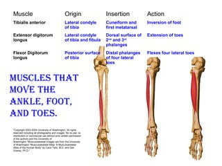 Muscle Origin Insertion Action
Tibialis anterior Lateral condyle
of tibia
Cuneiform and
first metatarsal
Inversion of foot
Extensor digitorum
longus
Lateral condyle
of tibia and fibula
Dorsal surface of
2nd
and 3rd
phalanges
Extension of toes
Flexor Digitorum
longus
Posterior surface
of tibia
Distal phalanges
of four lateral
toes
Flexes four lateral toes
Muscles thAt
Move the
Ankle, foot,
And toes.
"Copyright 2003-2004 University of Washington. All rights
reserved including all photographs and images. No re-use, re-
distribution or commercial use without prior written permission
of the authors and the University of
Washington."Musculoskeletal Images are from the University
of Washington "Musculoskeletal Atlas: A Musculoskeletal
Atlas of the Human Body" by Carol Teitz, M.D. and Dan
Graney, Ph.D."
 