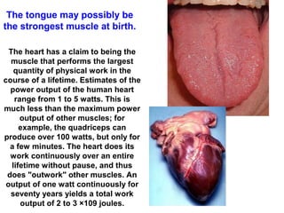 The heart has a claim to being the
muscle that performs the largest
quantity of physical work in the
course of a lifetime. Estimates of the
power output of the human heart
range from 1 to 5 watts. This is
much less than the maximum power
output of other muscles; for
example, the quadriceps can
produce over 100 watts, but only for
a few minutes. The heart does its
work continuously over an entire
lifetime without pause, and thus
does "outwork" other muscles. An
output of one watt continuously for
seventy years yields a total work
output of 2 to 3 ×109 joules.
The tongue may possibly be
the strongest muscle at birth.
 