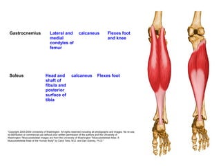 Gastrocnemius Lateral and
medial
condyles of
femur
calcaneus Flexes foot
and knee
Soleus Head and
shaft of
fibula and
posterior
surface of
tibia
calcaneus Flexes foot
"Copyright 2003-2004 University of Washington. All rights reserved including all photographs and images. No re-use,
re-distribution or commercial use without prior written permission of the authors and the University of
Washington."Musculoskeletal Images are from the University of Washington "Musculoskeletal Atlas: A
Musculoskeletal Atlas of the Human Body" by Carol Teitz, M.D. and Dan Graney, Ph.D."
 