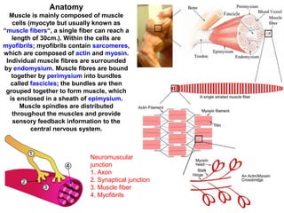 Anatomy
Muscle is mainly composed of muscle
cells (myocyte but usually known as
“muscle fibers“, a single fiber can reach a
length of 30cm.). Within the cells are
myofibrils; myofibrils contain sarcomeres,
which are composed of actin and myosin.
Individual muscle fibres are surrounded
by endomysium. Muscle fibres are bound
together by perimysium into bundles
called fascicles; the bundles are then
grouped together to form muscle, which
is enclosed in a sheath of epimysium.
Muscle spindles are distributed
throughout the muscles and provide
sensory feedback information to the
central nervous system.
Neuromuscular
junction
1. Axon
2. Synaptical junction
3. Muscle fiber
4. Myofibrils
 