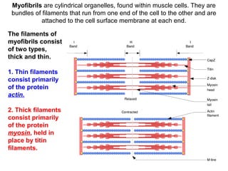 Myofibrils are cylindrical organelles, found within muscle cells. They are
bundles of filaments that run from one end of the cell to the other and are
attached to the cell surface membrane at each end.
The filaments of
myofibrils consist
of two types,
thick and thin.
1. Thin filaments
consist primarily
of the protein
actin.
2. Thick filaments
consist primarily
of the protein
myosin, held in
place by titin
filaments.
 