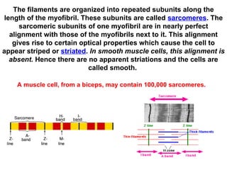 The filaments are organized into repeated subunits along the
length of the myofibril. These subunits are called sarcomeres. The
sarcomeric subunits of one myofibril are in nearly perfect
alignment with those of the myofibrils next to it. This alignment
gives rise to certain optical properties which cause the cell to
appear striped or striated. In smooth muscle cells, this alignment is
absent. Hence there are no apparent striations and the cells are
called smooth.
A muscle cell, from a biceps, may contain 100,000 sarcomeres.
 