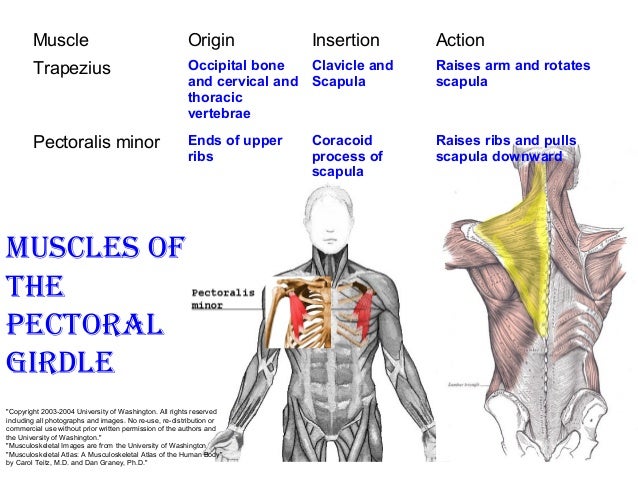 Muscle system