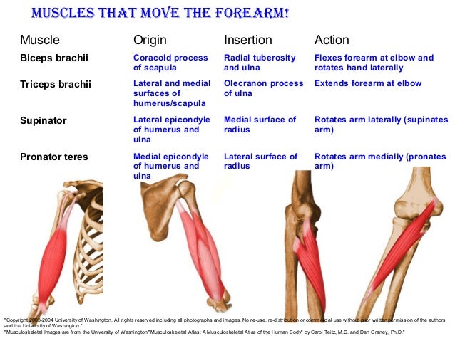 Muscle system