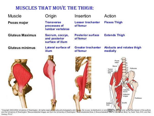 Lesser Trochanter Muscle Attachments