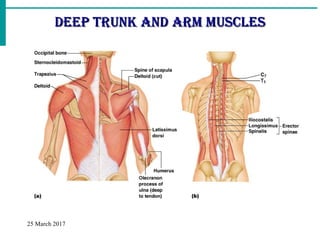 Muscular System | PPT