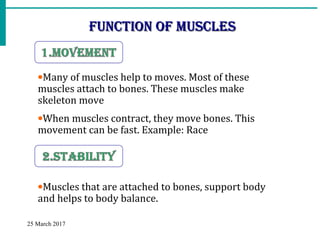 Muscles Function Movement Muscular System | PPT