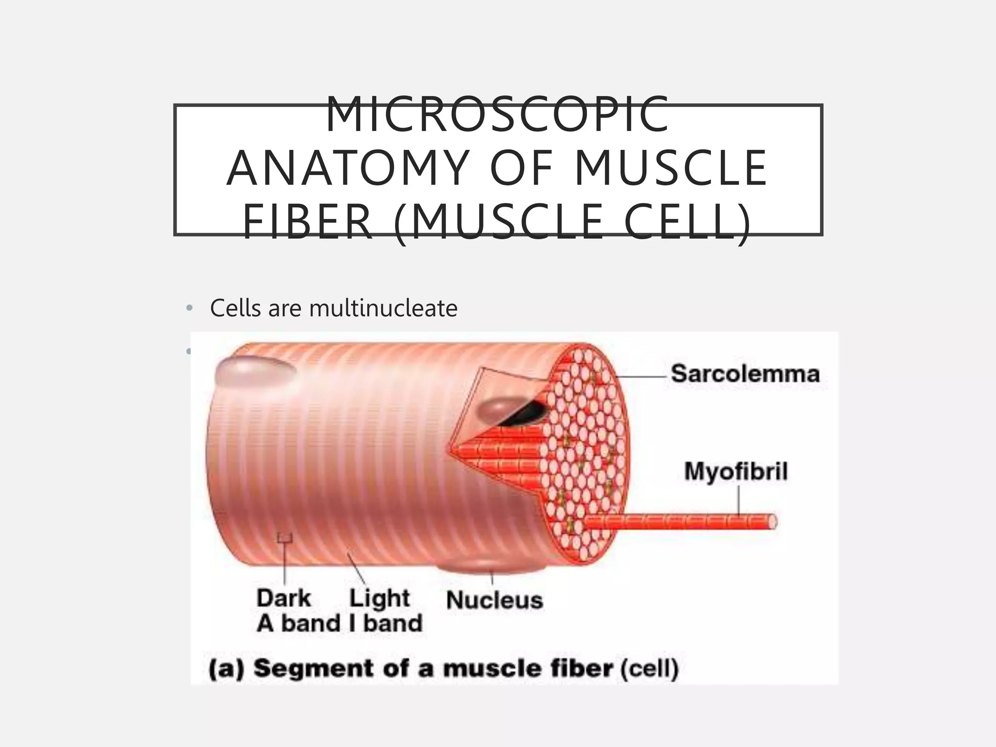 MICROSCOPIC
ANATOMY OF MUSCLE
FIBER (MUSCLE CELL)
• Cells are multinucleate
• Nuclei are just beneath the membrane
 