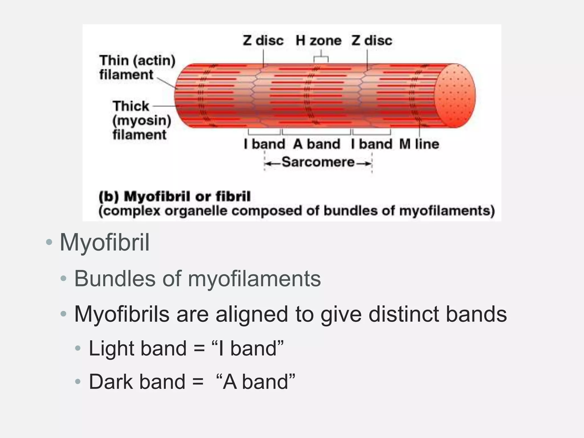 • Myofibril
• Bundles of myofilaments
• Myofibrils are aligned to give distinct bands
• Light band = “I band”
• Dark band = “A band”
 