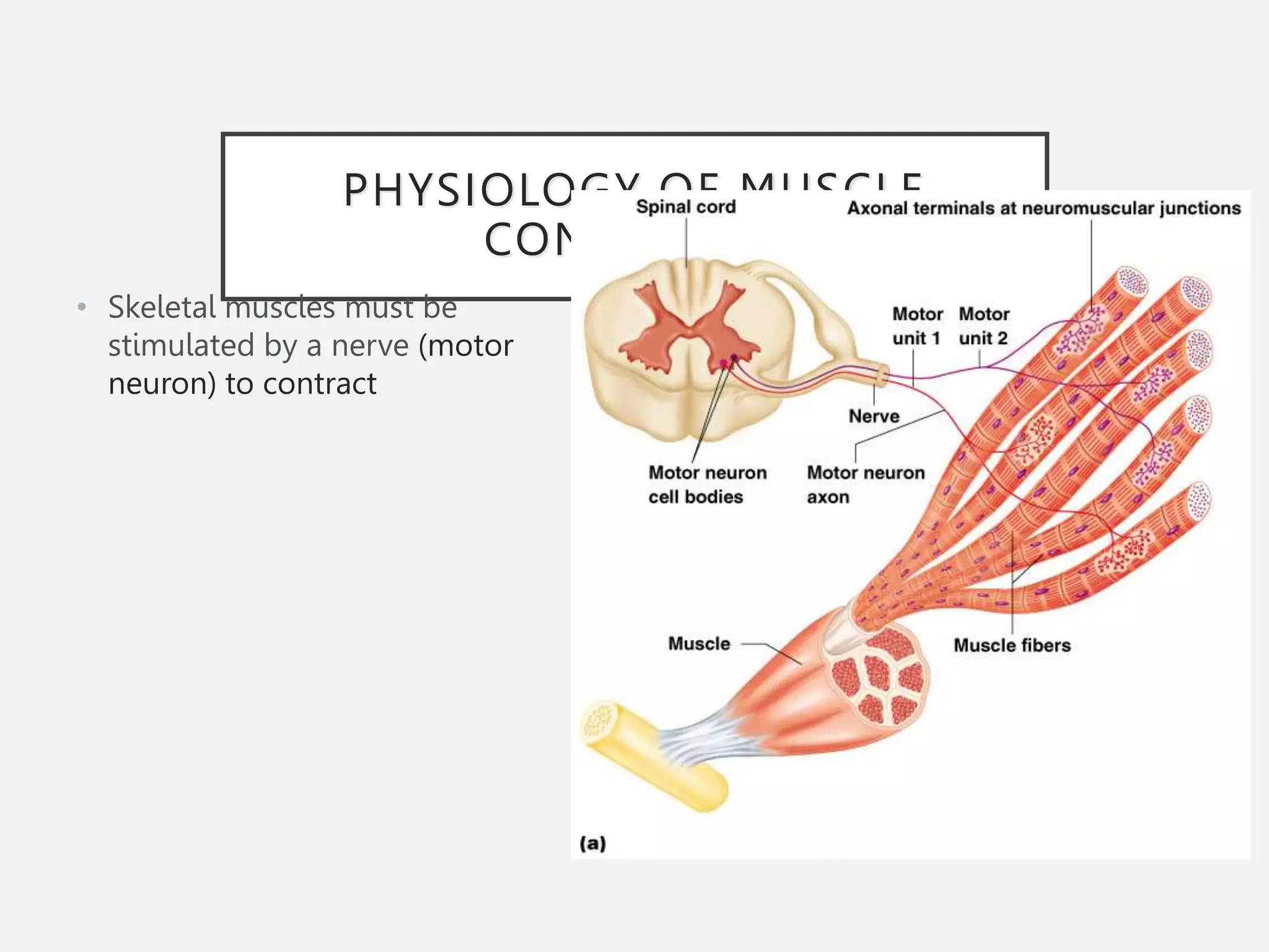 PHYSIOLOGY OF MUSCLE
CONTRACTION
• Skeletal muscles must be
stimulated by a nerve (motor
neuron) to contract
 