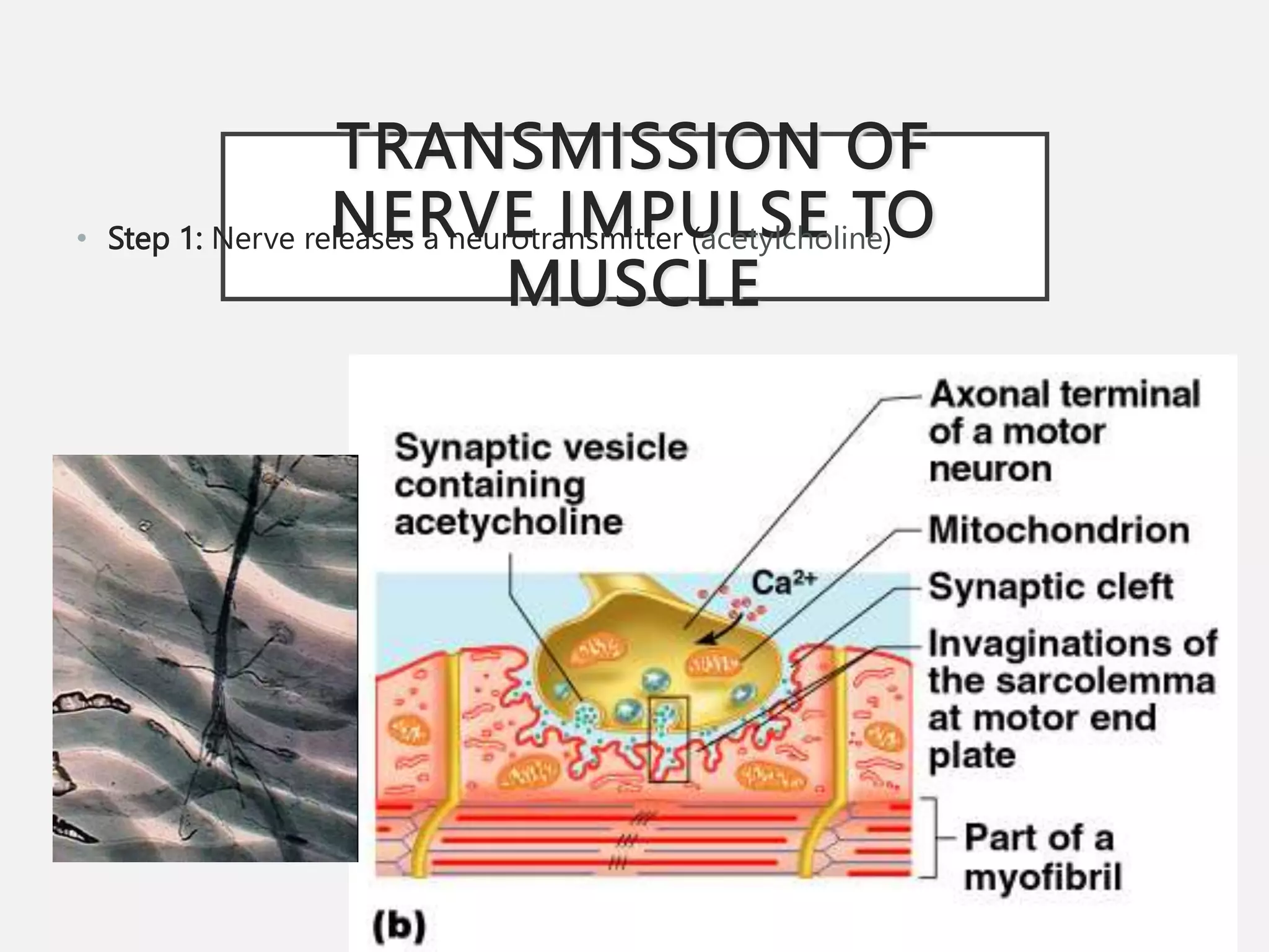 TRANSMISSION OF
NERVE IMPULSE TO
MUSCLE
• Step 1: Nerve releases a neurotransmitter (acetylcholine)
 