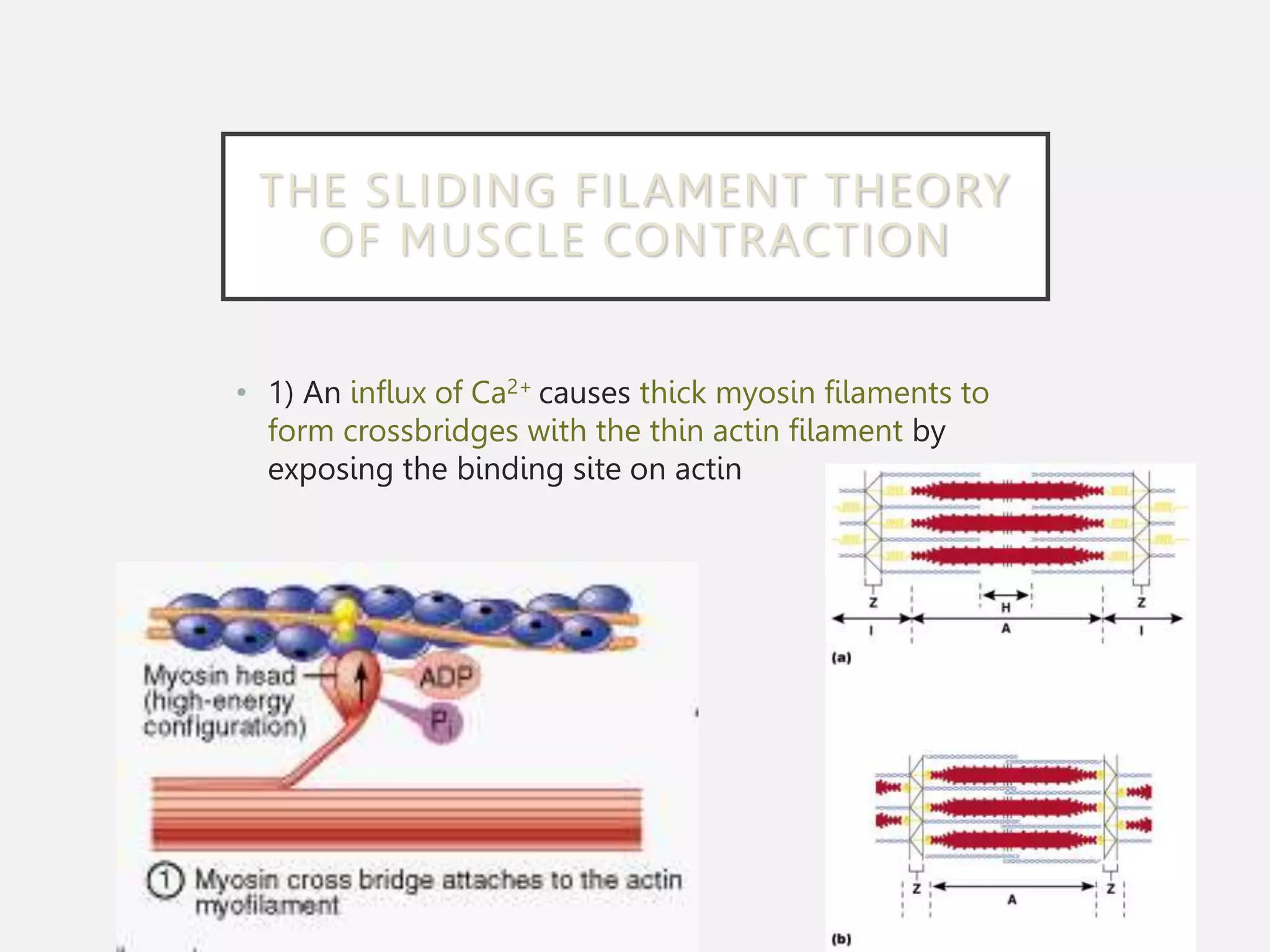THE SLIDING FILAMENT THEORY
OF MUSCLE CONTRACTION
• 1) An influx of Ca2+ causes thick myosin filaments to
form crossbridges with the thin actin filament by
exposing the binding site on actin
 