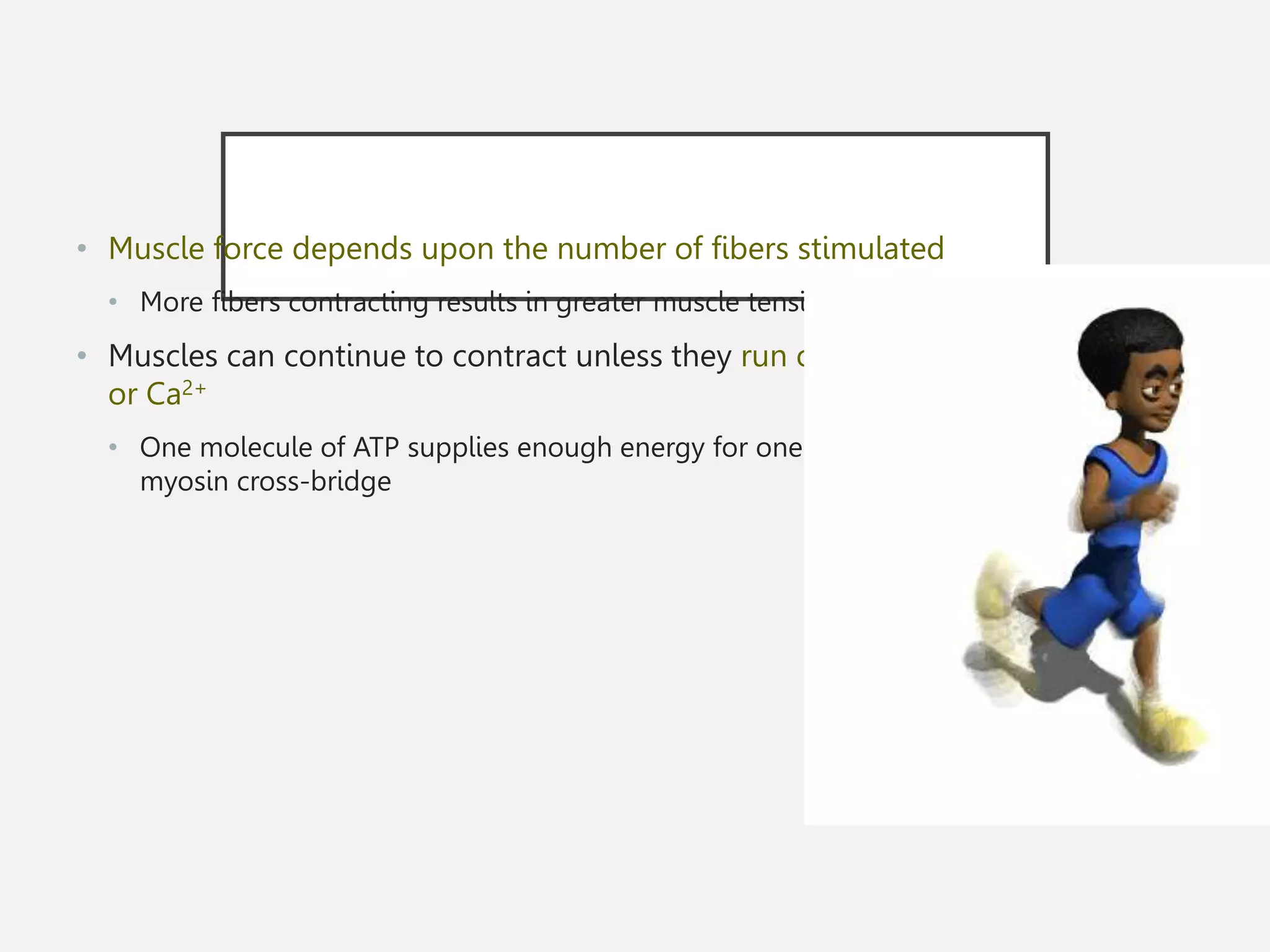 • Muscle force depends upon the number of fibers stimulated
• More fibers contracting results in greater muscle tension
• Muscles can continue to contract unless they run out of ATP
or Ca2+
• One molecule of ATP supplies enough energy for one actin and
myosin cross-bridge
 