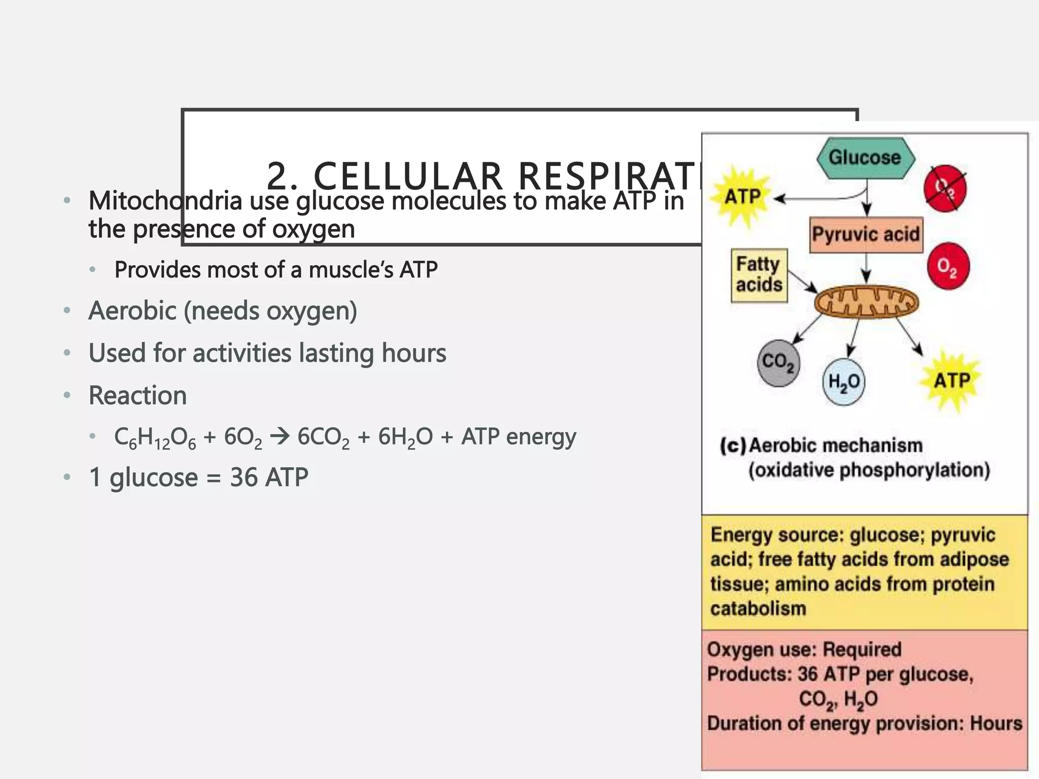 2. CELLULAR RESPIRATION
• Mitochondria use glucose molecules to make ATP in
the presence of oxygen
• Provides most of a muscle’s ATP
• Aerobic (needs oxygen)
• Used for activities lasting hours
• Reaction
• C6H12O6 + 6O2  6CO2 + 6H2O + ATP energy
• 1 glucose = 36 ATP
 
