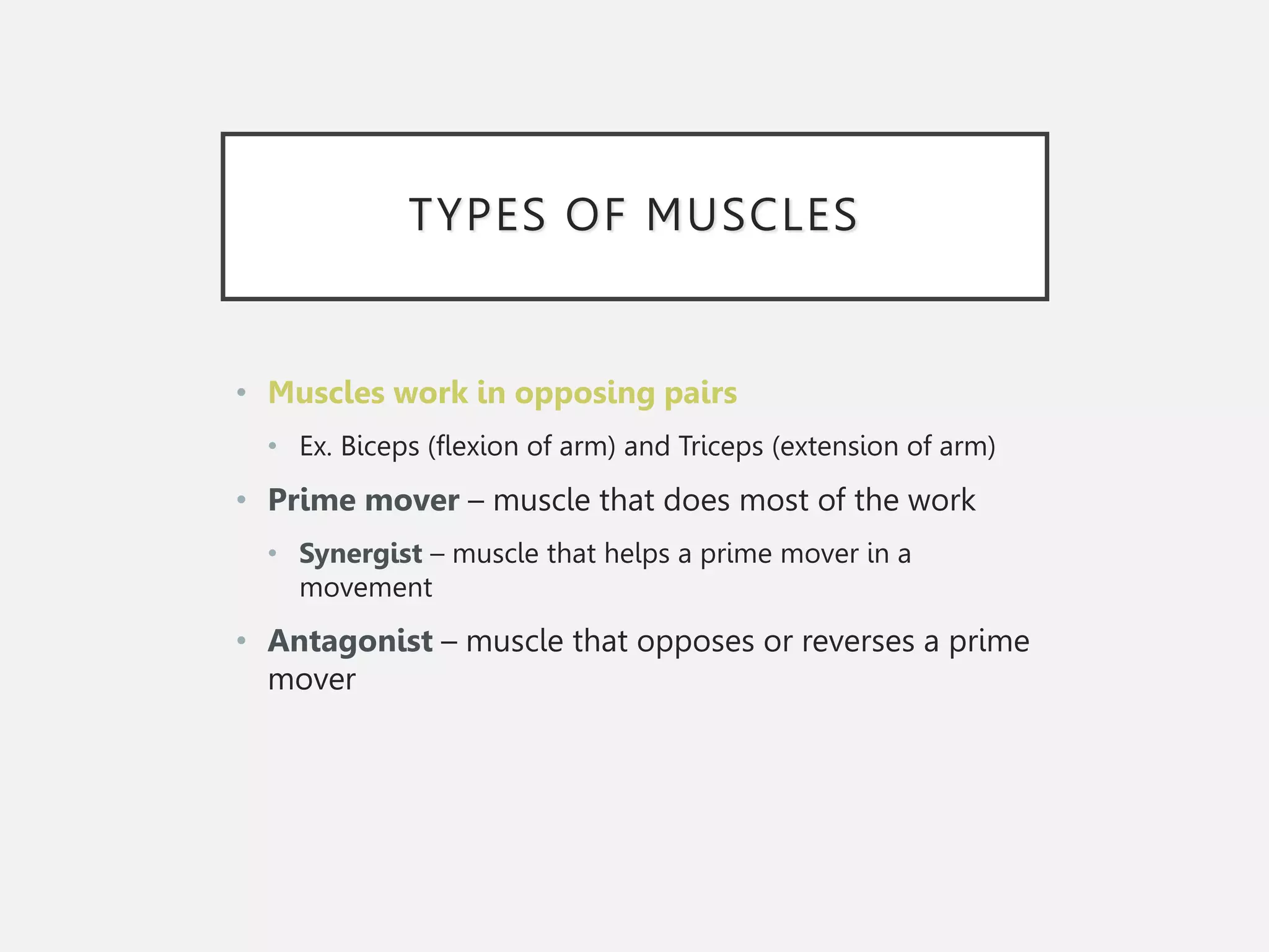TYPES OF MUSCLES
• Muscles work in opposing pairs
• Ex. Biceps (flexion of arm) and Triceps (extension of arm)
• Prime mover – muscle that does most of the work
• Synergist – muscle that helps a prime mover in a
movement
• Antagonist – muscle that opposes or reverses a prime
mover
 