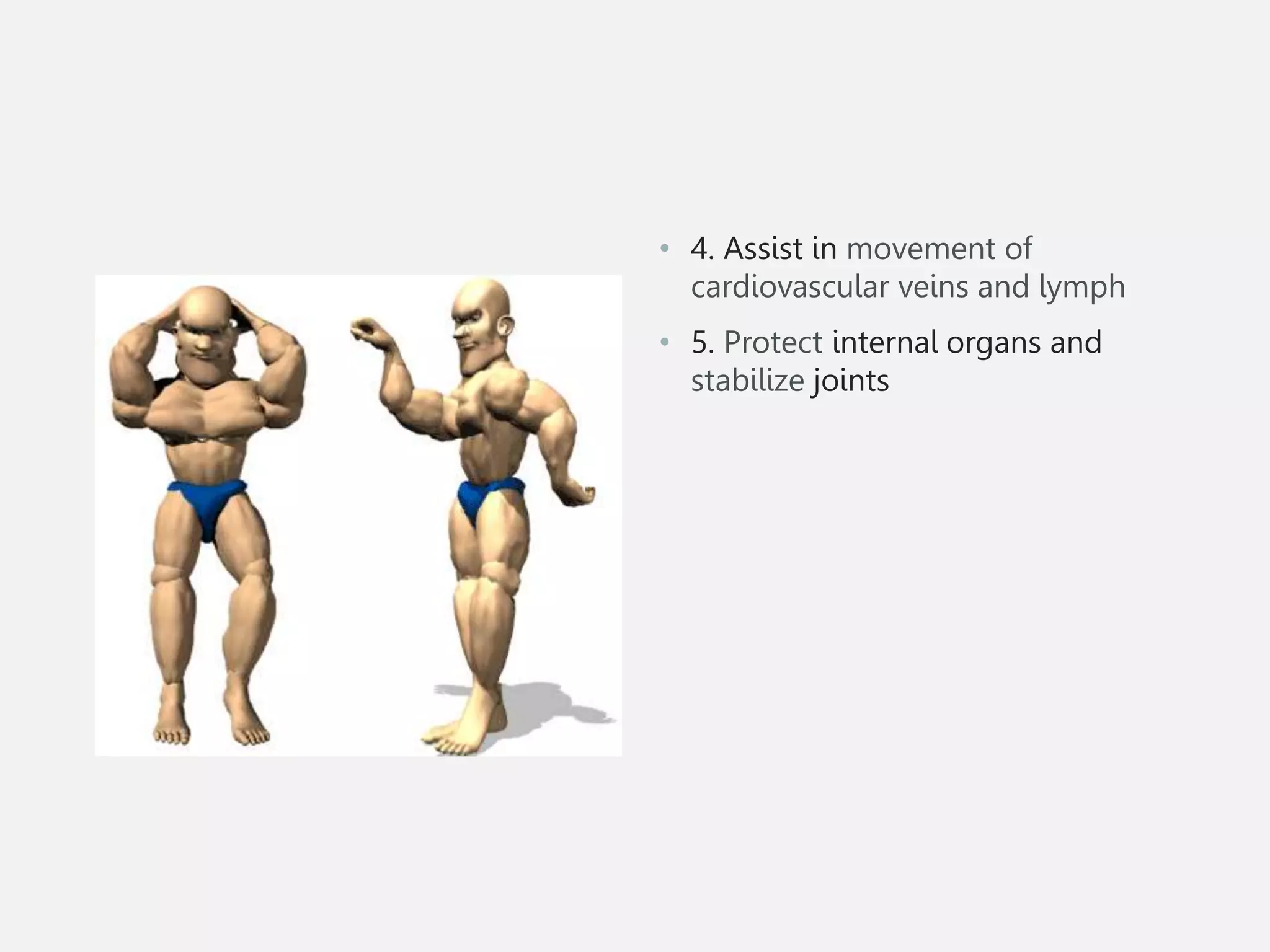 • 4. Assist in movement of
cardiovascular veins and lymph
• 5. Protect internal organs and
stabilize joints
 