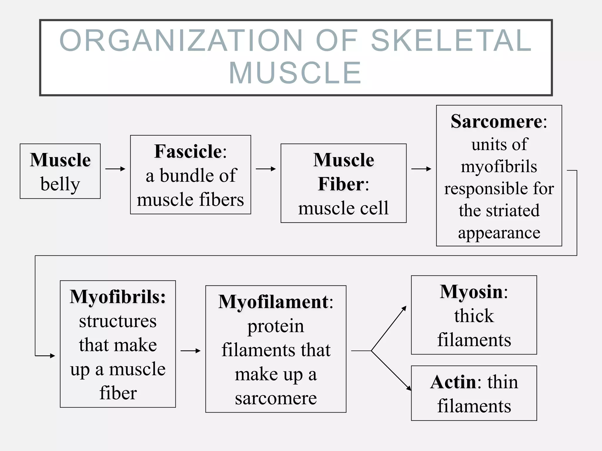ORGANIZATION OF SKELETAL
MUSCLE
Muscle
belly
Fascicle:
a bundle of
muscle fibers
Muscle
Fiber:
muscle cell
Sarcomere:
units of
myofibrils
responsible for
the striated
appearance
Myofibrils:
structures
that make
up a muscle
fiber
Myofilament:
protein
filaments that
make up a
sarcomere
Myosin:
thick
filaments
Actin: thin
filaments
 