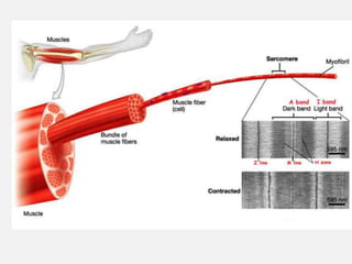 Muscle Cords muscle_system.ppt