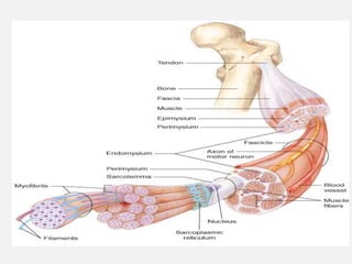 muscle_system.ppt