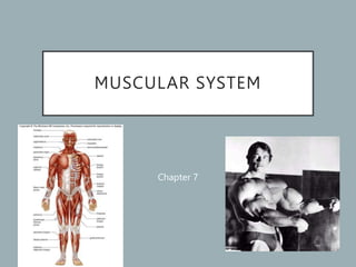 MUSCULAR SYSTEM
Chapter 7
 