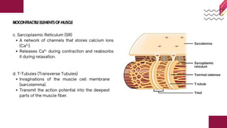 the mechanism of muscle function and control | PDF
