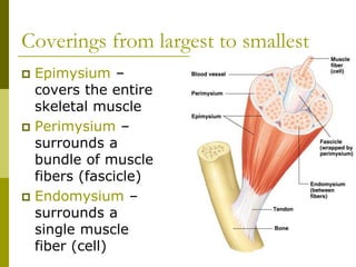 Coverings from largest to smallest
 Epimysium –
covers the entire
skeletal muscle
 Perimysium –
surrounds a
bundle of muscle
fibers (fascicle)
 Endomysium –
surrounds a
single muscle
fiber (cell)
 