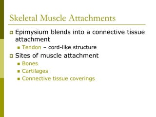 Skeletal Muscle Attachments
 Epimysium blends into a connective tissue
attachment
 Tendon – cord-like structure
 Sites of muscle attachment
 Bones
 Cartilages
 Connective tissue coverings
 