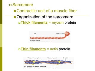  Sarcomere
 Contractile unit of a muscle fiber
 Organization of the sarcomere
Thick filaments = myosin protein
Thin filaments = actin protein
 