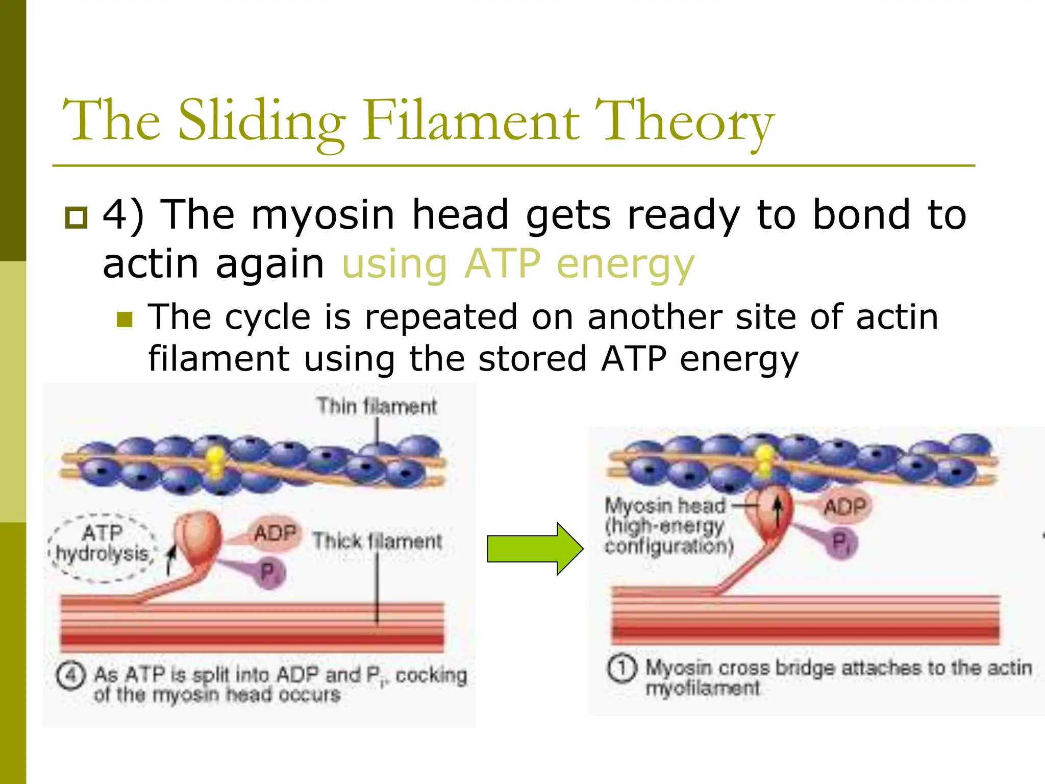 muscles. explanation for kids. primary /elementary students | PPT