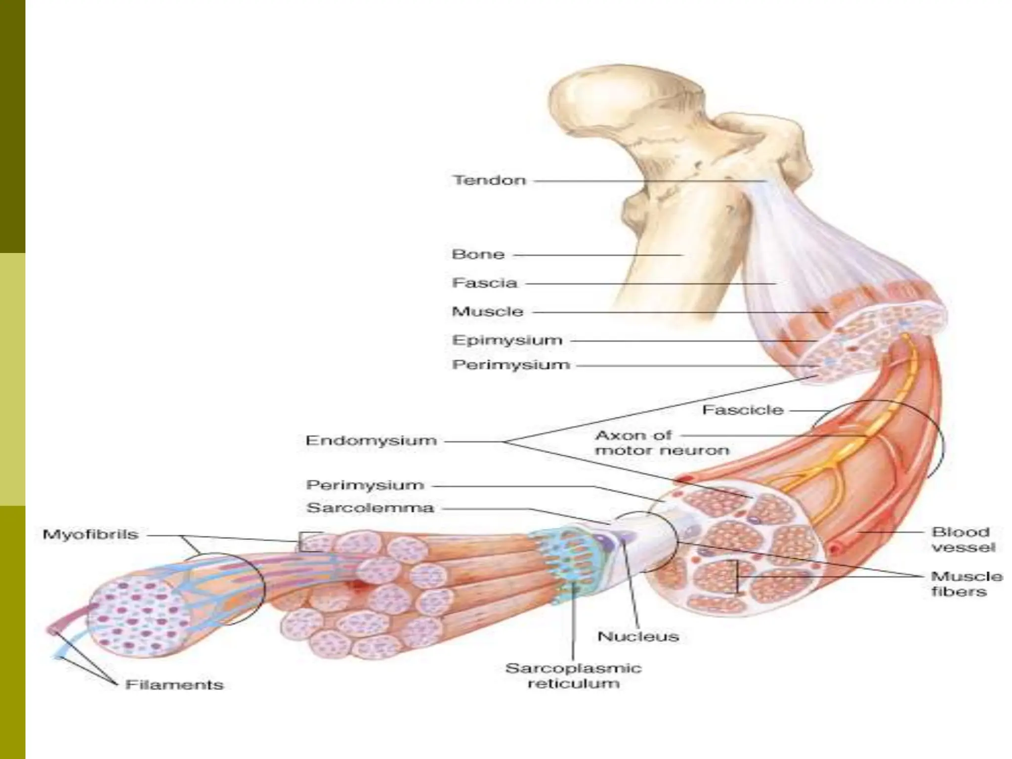 Proximal Muscle Example muscles. explanation for kids. primary /elementary students | PPT