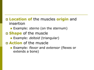 Muscle Orgin Example muscles. explanation for kids. primary /elementary students | PPT