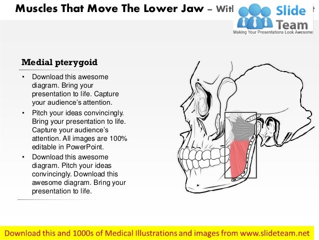 Muscle that move the lower jaw medical images for power point