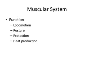 Muscular System
• Function
– Locomotion
– Posture
– Protection
– Heat production
 