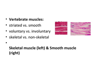 • Vertebrate muscles:
• striated vs. smooth
• voluntary vs. involuntary
• skeletal vs. non-skeletal
•
Skeletal muscle (left) & Smooth muscle
(right)
 