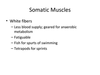 Somatic Muscles
• White fibers
– Less blood supply; geared for anaerobic
metabolism
– Fatiguable
– Fish for spurts of swimming
– Tetrapods for sprints
 