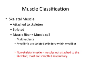 Muscle Classification
• Skeletal Muscle
– Attached to skeleton
– Striated
– Muscle fiber = Muscle cell
• Multinucleate
• Myofibrils are striated cylinders within myofiber
• Non-skeletal muscle = muscles not attached to the
skeleton; most are smooth & involuntary
 