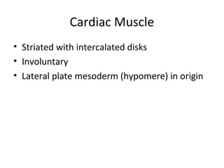 Cardiac Muscle
• Striated with intercalated disks
• Involuntary
• Lateral plate mesoderm (hypomere) in origin
 