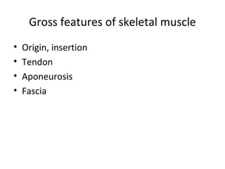 Gross features of skeletal muscle
• Origin, insertion
• Tendon
• Aponeurosis
• Fascia
 