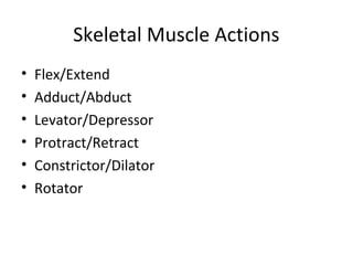 Skeletal Muscle Actions
• Flex/Extend
• Adduct/Abduct
• Levator/Depressor
• Protract/Retract
• Constrictor/Dilator
• Rotator
 