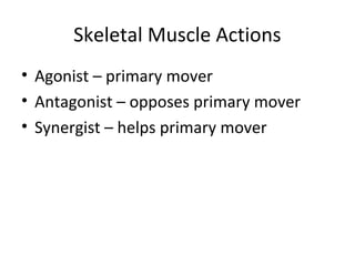 Skeletal Muscle Actions
• Agonist – primary mover
• Antagonist – opposes primary mover
• Synergist – helps primary mover
 