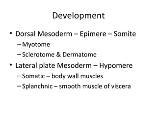 Development
• Dorsal Mesoderm – Epimere – Somite
–Myotome
–Sclerotome & Dermatome
• Lateral plate Mesoderm – Hypomere
–Somatic – body wall muscles
–Splanchnic – smooth muscle of viscera
 