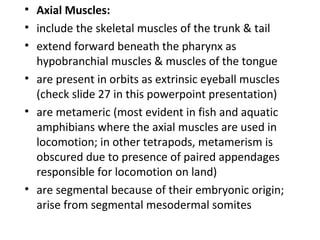 • Axial Muscles:
• include the skeletal muscles of the trunk & tail
• extend forward beneath the pharynx as
hypobranchial muscles & muscles of the tongue
• are present in orbits as extrinsic eyeball muscles
(check slide 27 in this powerpoint presentation)
• are metameric (most evident in fish and aquatic
amphibians where the axial muscles are used in
locomotion; in other tetrapods, metamerism is
obscured due to presence of paired appendages
responsible for locomotion on land)
• are segmental because of their embryonic origin;
arise from segmental mesodermal somites
 