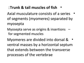 •Trunk & tail muscles of fish:
•Axial musculature consists of a series
of segments (myomeres) separated by
myosepta
–Myosepta serve as origins & insertions
for segmented muscles
•Myomeres are divided into dorsal &
ventral masses by a horizontal septum
that extends between the transverse
processes of the vertebrae
 