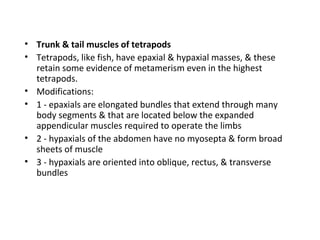 • Trunk & tail muscles of tetrapods
• Tetrapods, like fish, have epaxial & hypaxial masses, & these
retain some evidence of metamerism even in the highest
tetrapods.
• Modifications:
• 1 - epaxials are elongated bundles that extend through many
body segments & that are located below the expanded
appendicular muscles required to operate the limbs
• 2 - hypaxials of the abdomen have no myosepta & form broad
sheets of muscle
• 3 - hypaxials are oriented into oblique, rectus, & transverse
bundles
 